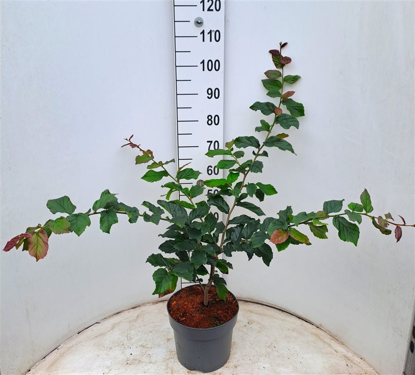 Parrotia persica 'Bella' - C7.5 60-80 CM